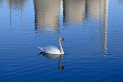 Spiegelei mit Schwan und Kraftwerk im NSG Am Tibaum