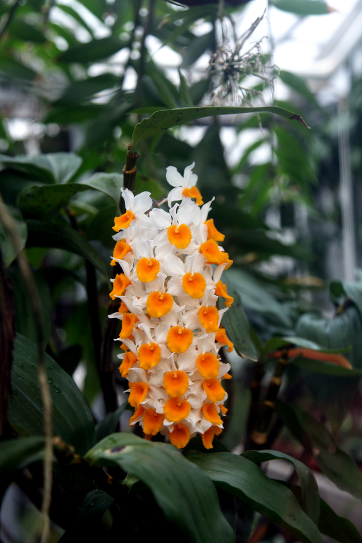 "Spiegelei-Orchidee" oder Dendrobium thyrsiflorum