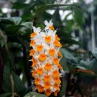 "Spiegelei-Orchidee" oder Dendrobium thyrsiflorum