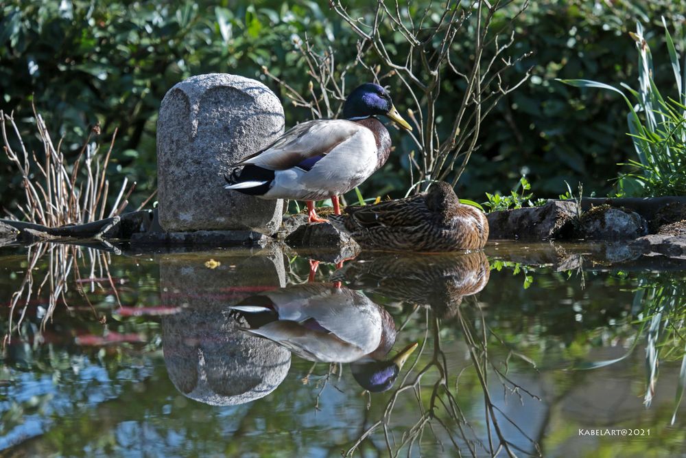 Spiegeleien