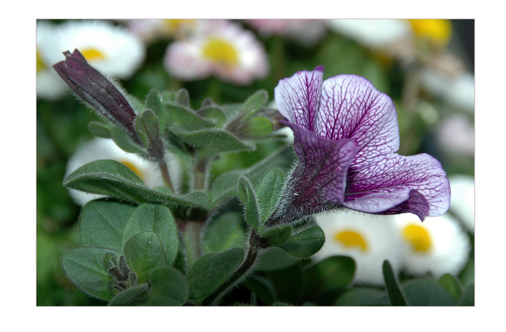 "Spiegeleier mit Lila Blumenbeilage" ullzeldler