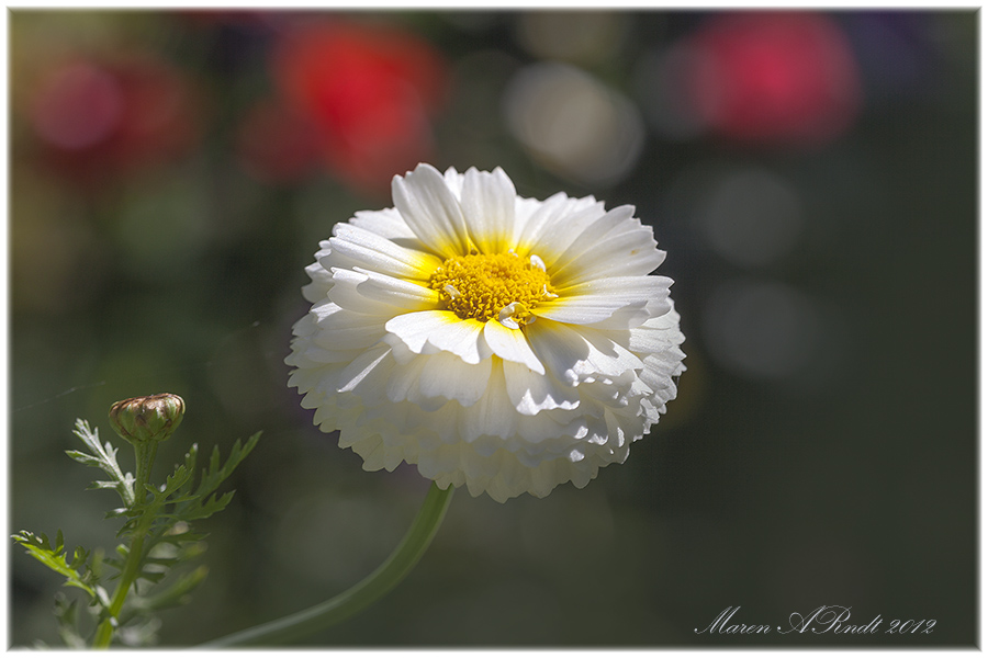 Spiegeleierblümchen