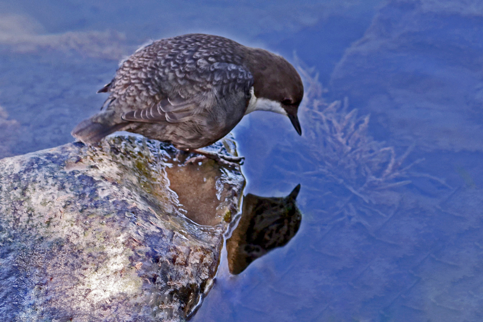 Spiegelein Spiegelein an der Wand........