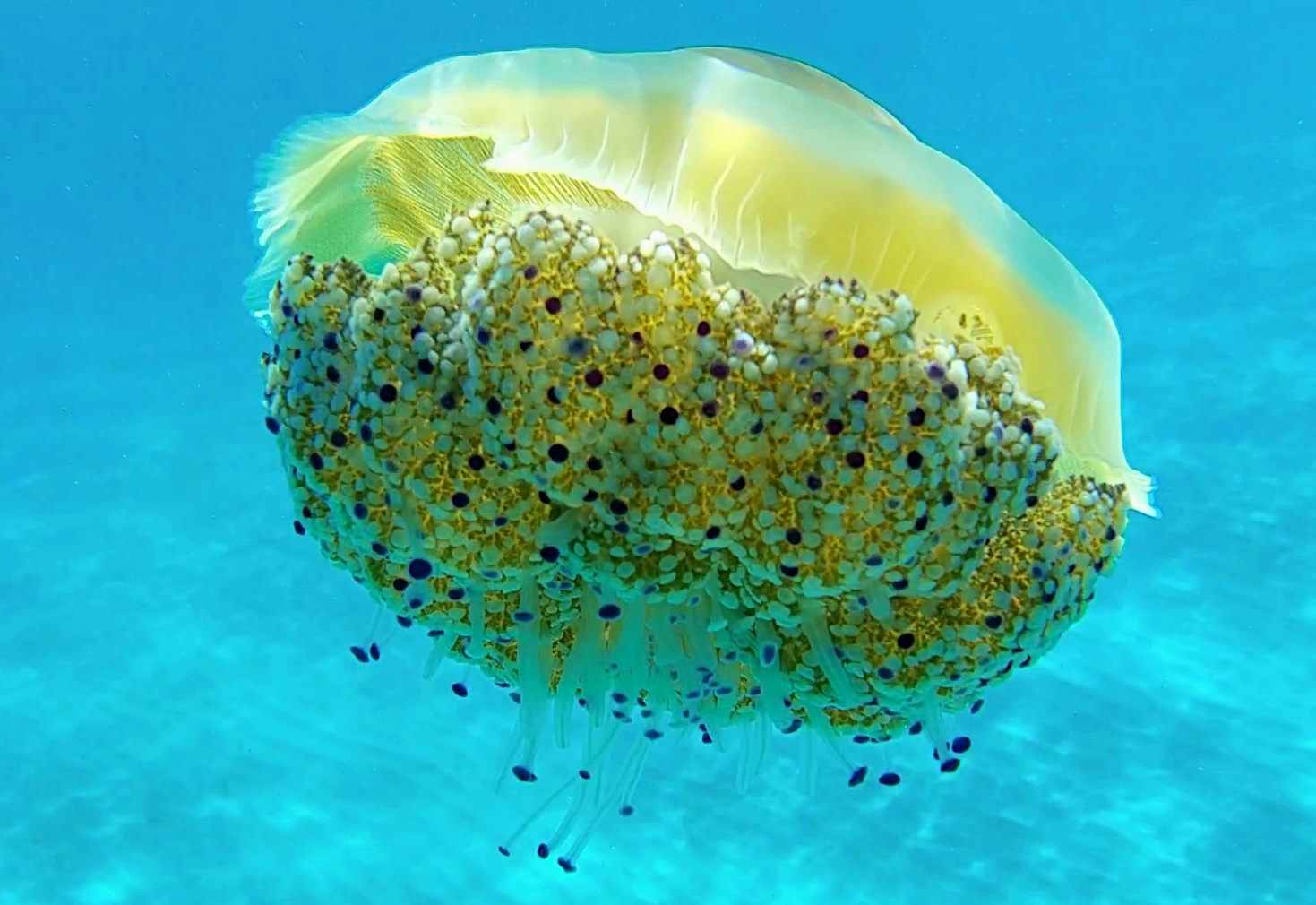 Spiegeleiqualle groß auf sardinien 