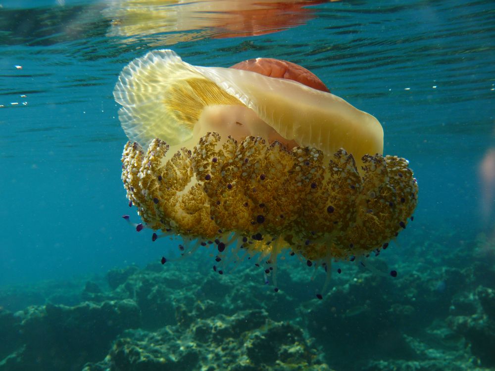 Spiegeleiqualle im Mittelmeer