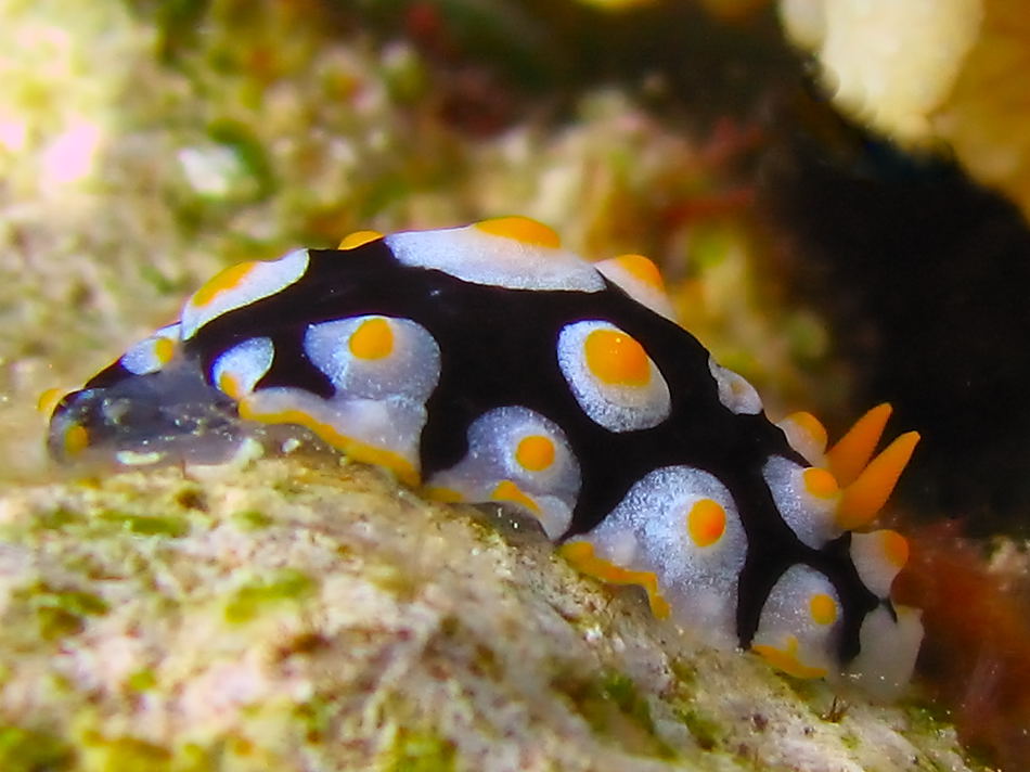 Spiegeleischnecke oder Variable Warzenschnecke