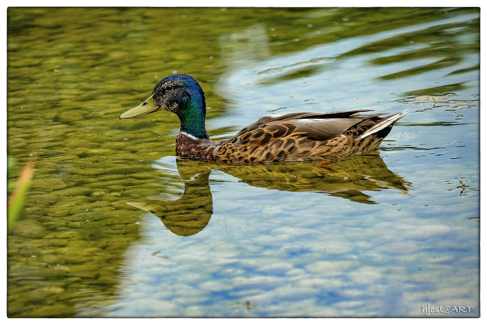 Spiegelente zum Dienstag ...