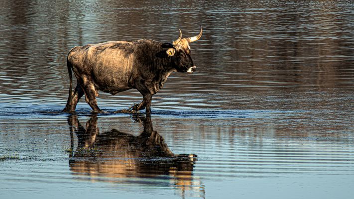 Spiegeletag - Heckrind im Wasser