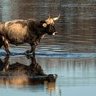 Spiegeletag - Heckrind im Wasser