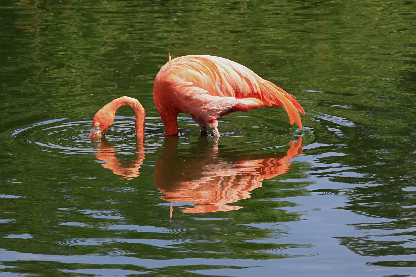 Spiegelflamingo