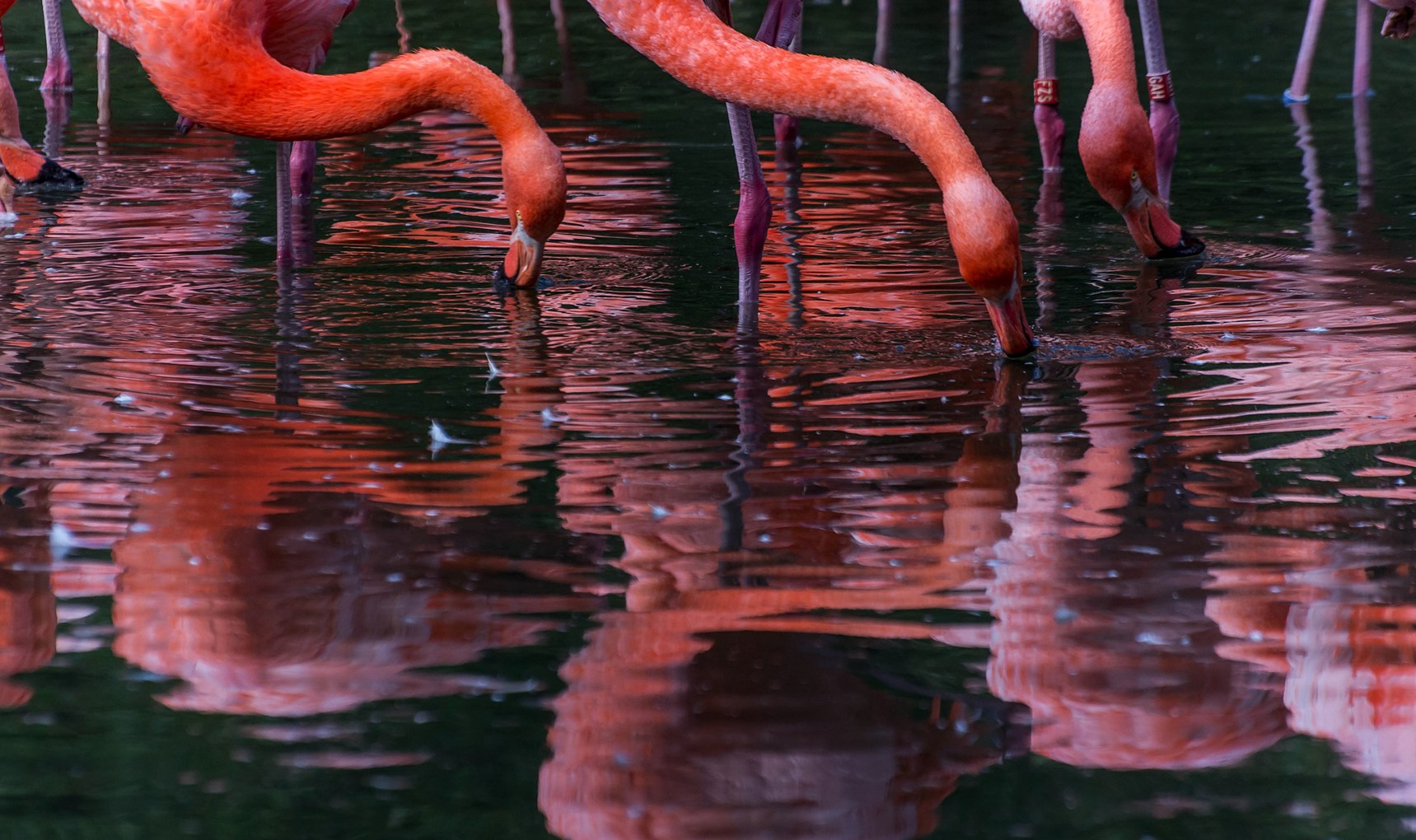 Spiegelflamingos