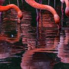 Spiegelflamingos