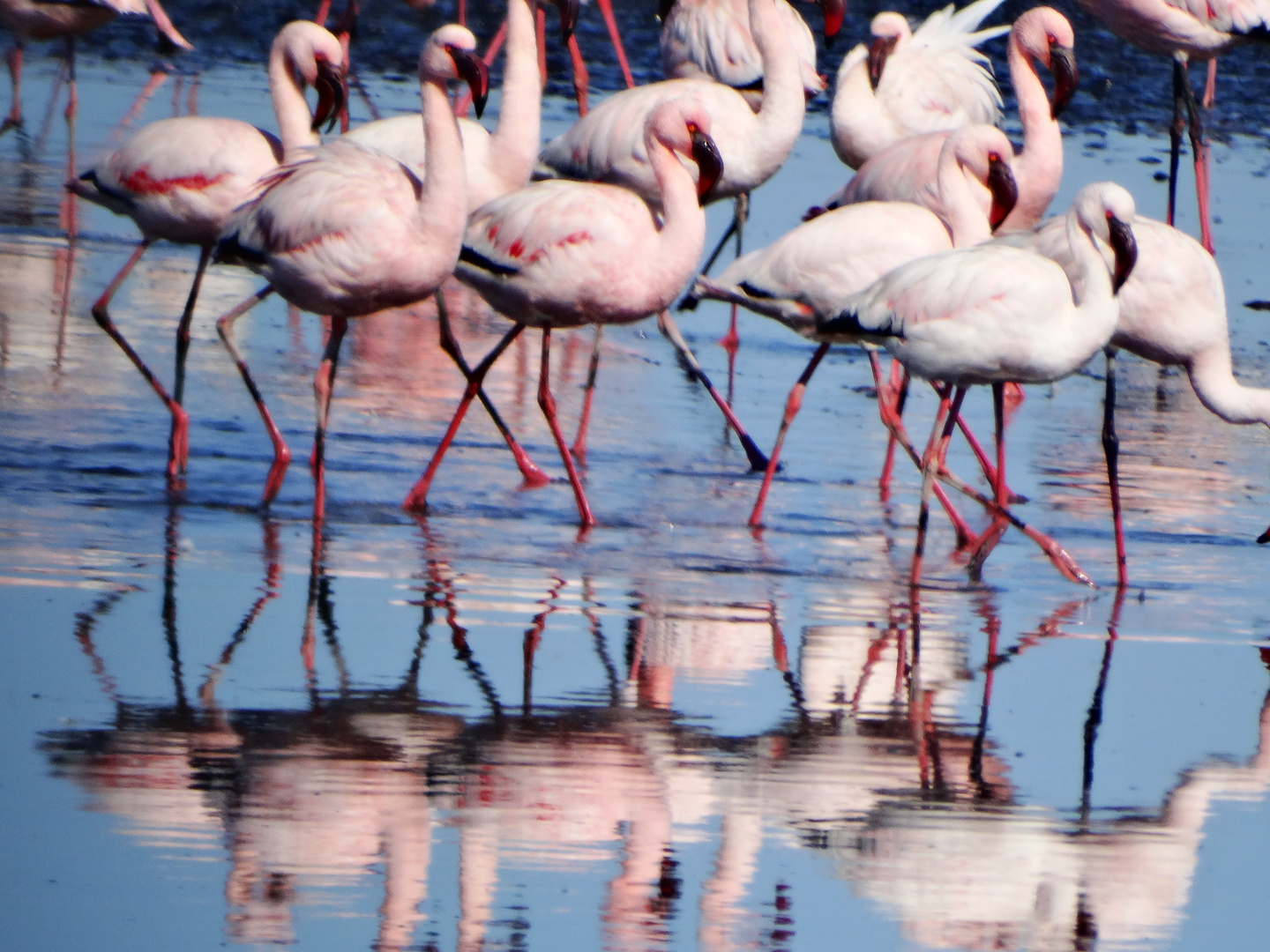 Spiegelflamingos