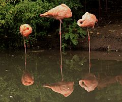 Spiegelflamingos