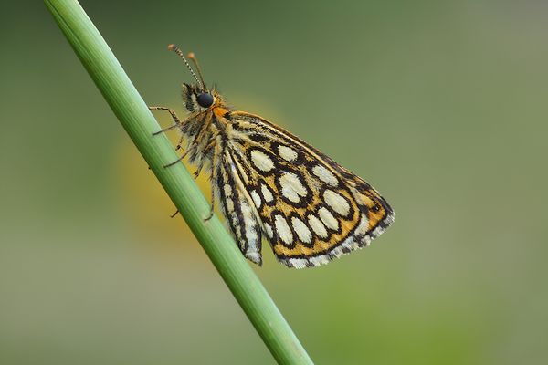 Spiegelfleck - Dickkopffalter