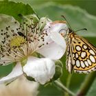 Spiegelfleck-Dickkopffalter - Heteropterus morpheus -  ...... 