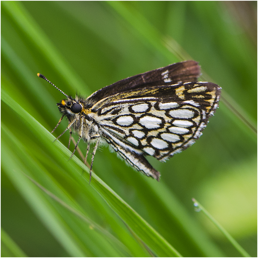 Spiegelfleck-Dickkopffalter - Heteropterus morpheus