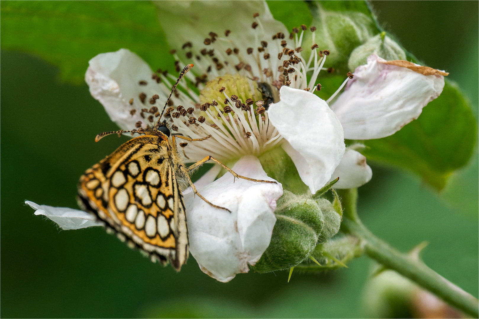 Spiegelfleck-Dickkopffalter - Heteropterus morpheus - ...... - 3 -