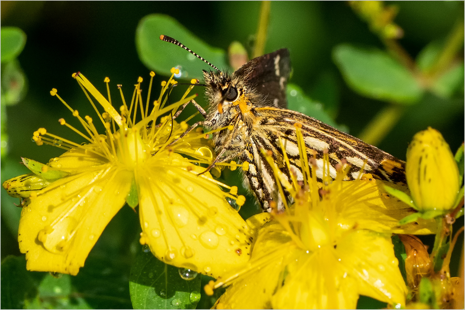 Spiegelfleck-Dickkopffalter - Heteropterus morpheus -