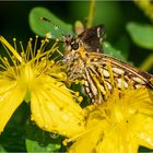 Spiegelfleck-Dickkopffalter - Heteropterus morpheus -