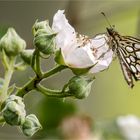 Spiegelfleck-Dickkopffalter (Heteropterus morpheus) ..... 