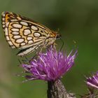 * Spiegelfleck-Dickkopffalter (Heteropterus morpheus) *