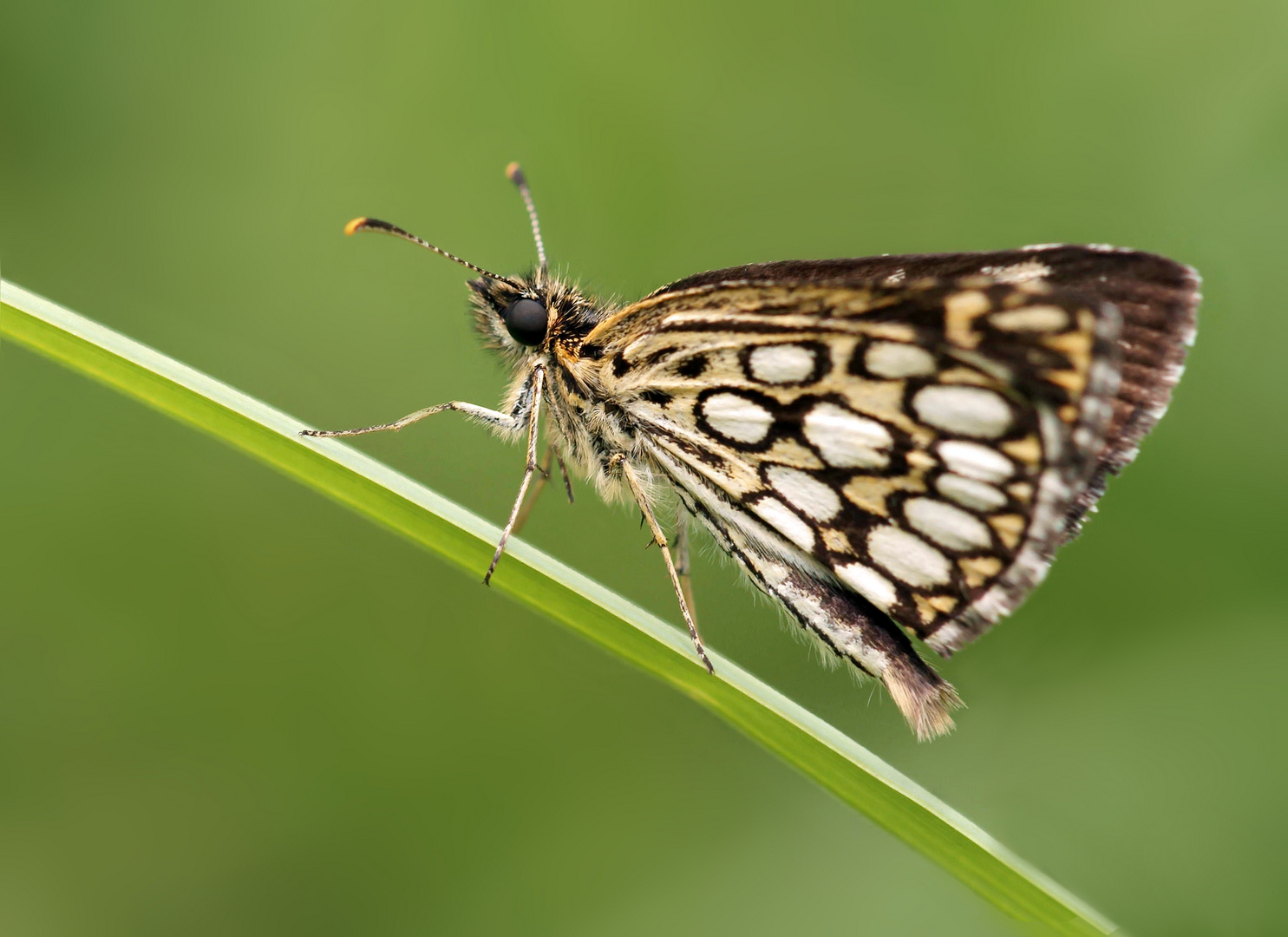 Spiegelfleck-Dickkopffalter (Heteropterus morpheus)