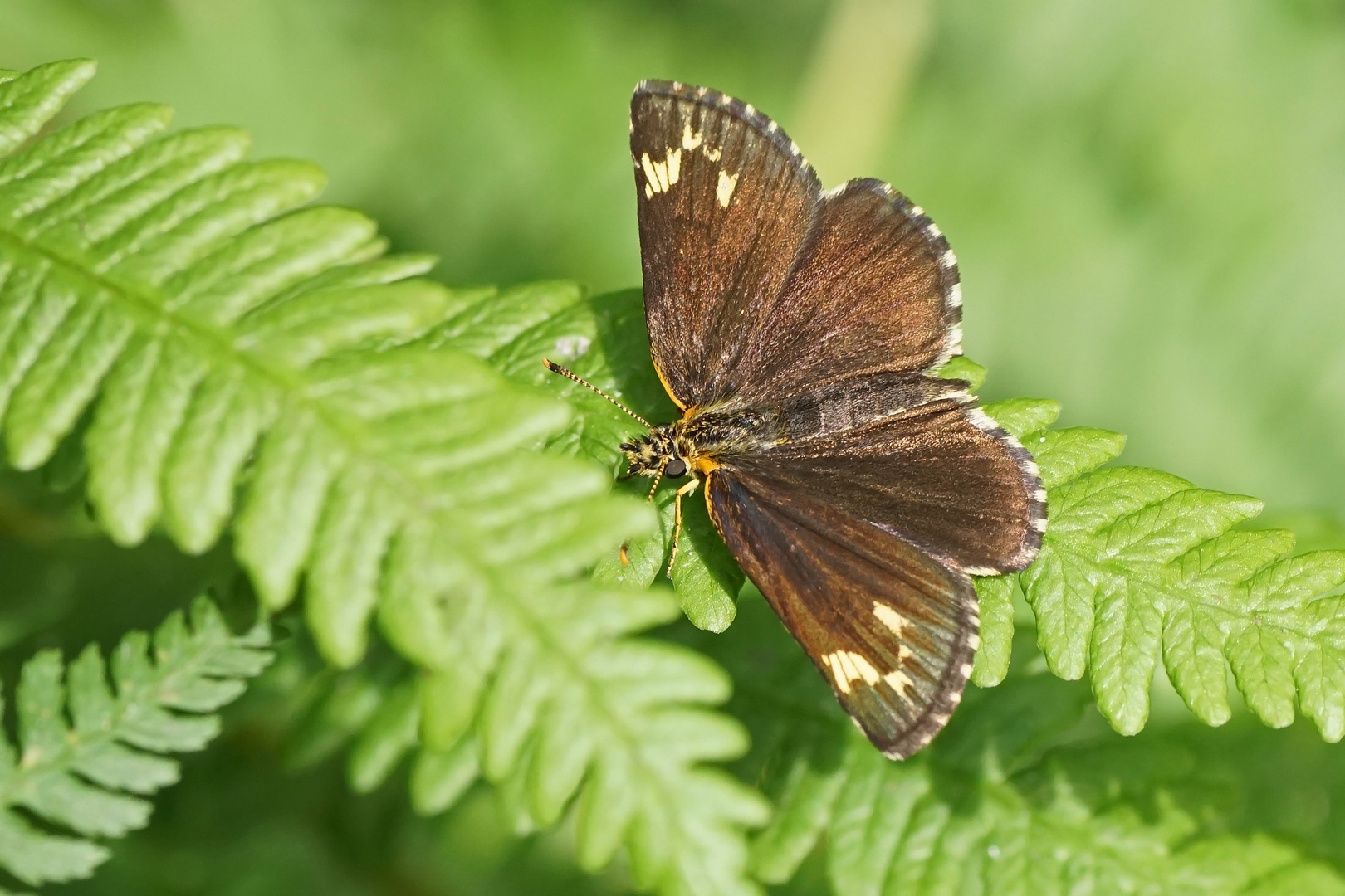 Spiegelfleck-Dickkopffalter oder auch Hüpferling (Heteropterus morpheus)