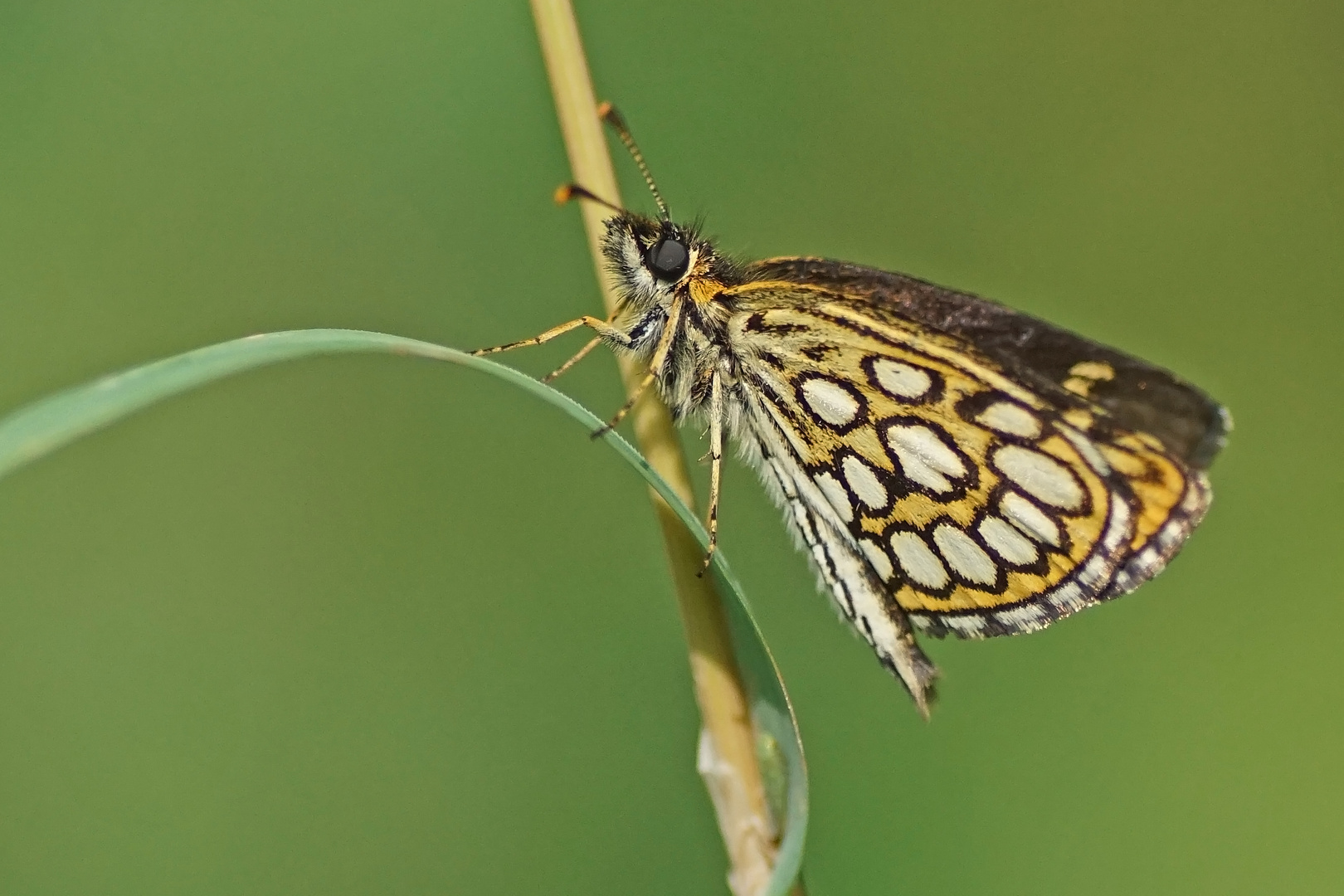 Spiegelfleck oder auch Hüpferling (Heteropterus morpheus)