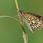 Spiegelfleck oder auch Hüpferling (Heteropterus morpheus)