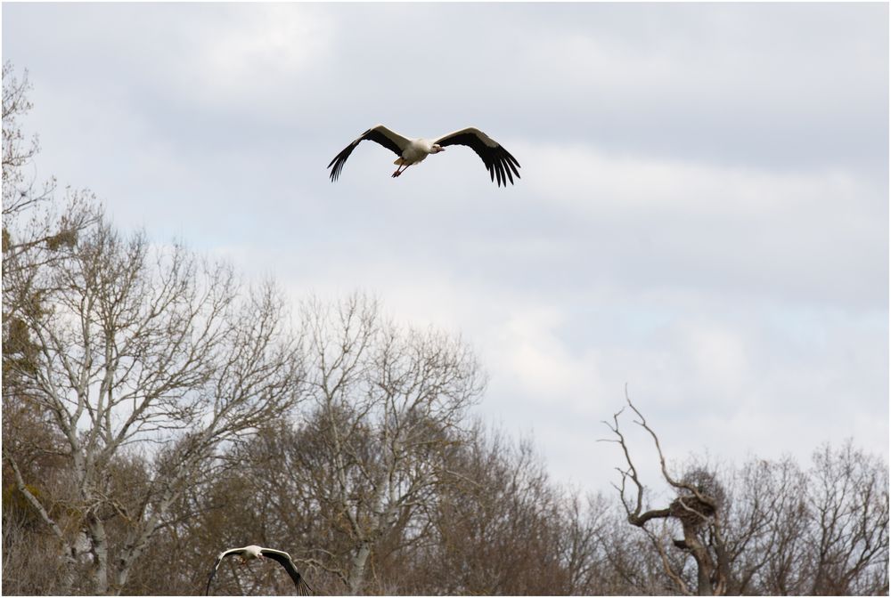 Spiegelflug