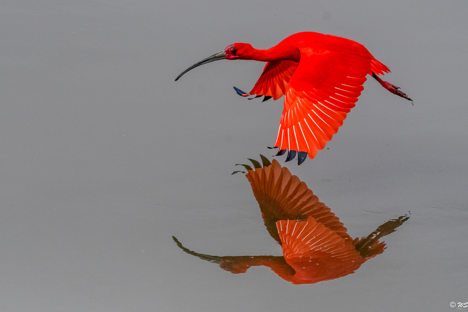 Spiegelflug