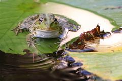 Spiegelfrosch