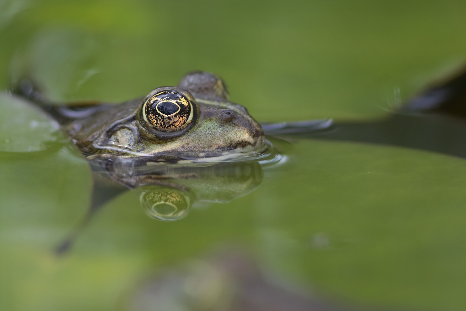 Spiegelfrosch