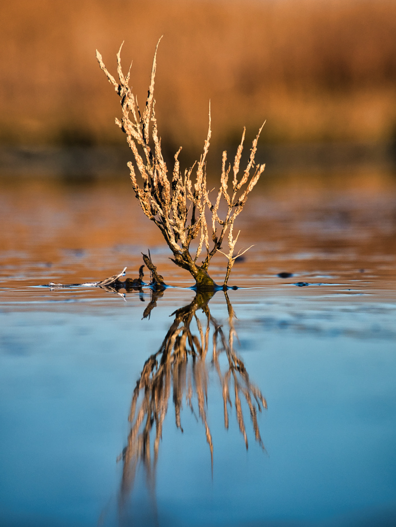 Spiegelglatt