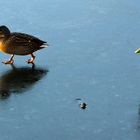 SPIEGELGLATT! EISKALT!