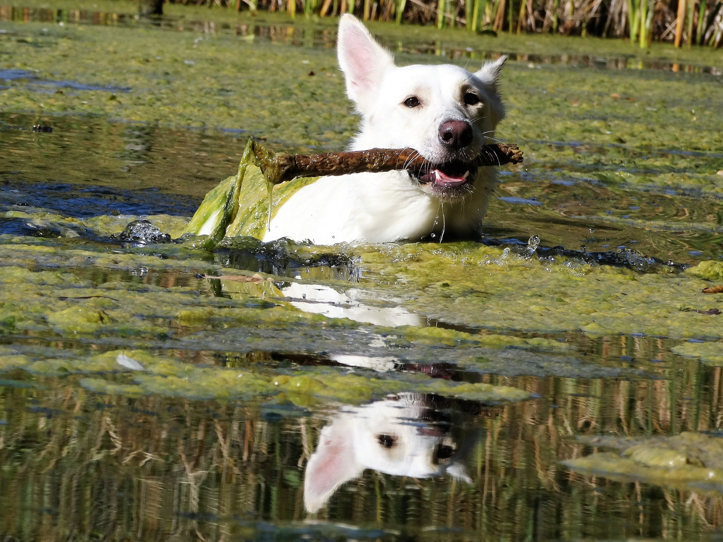 Spiegelhund zum Spiegeltag