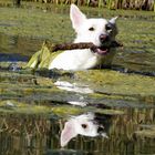 Spiegelhund zum Spiegeltag