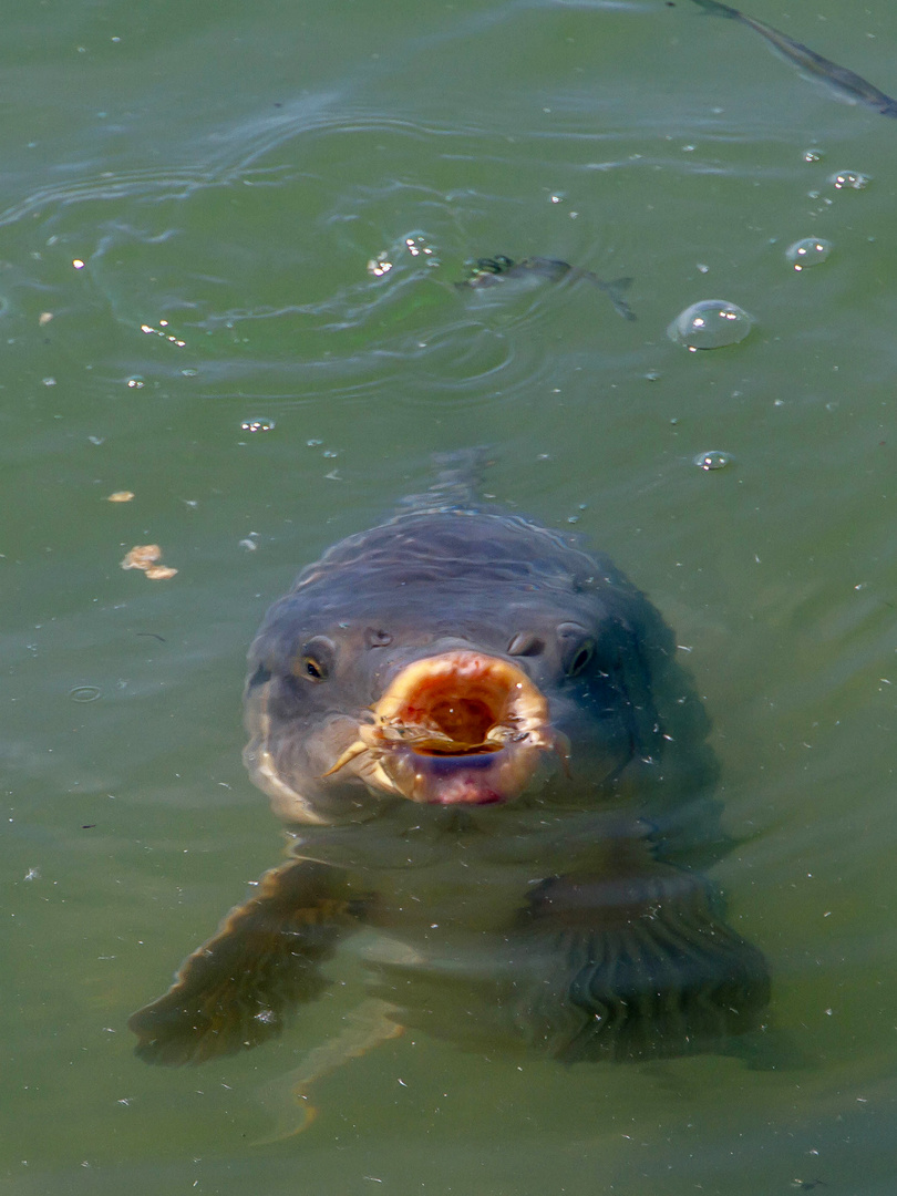 Spiegelkarpfen