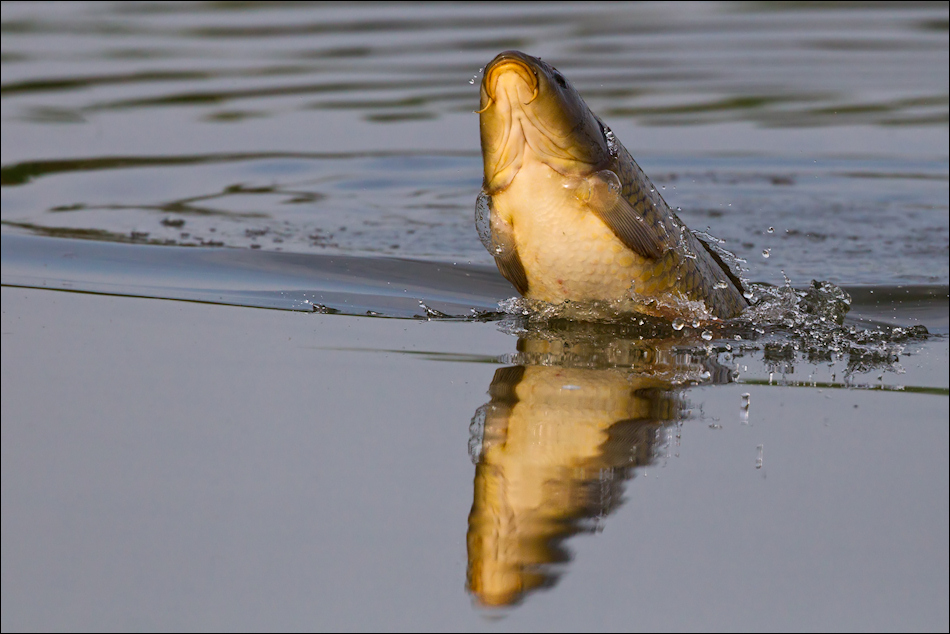 Spiegelkarpfen