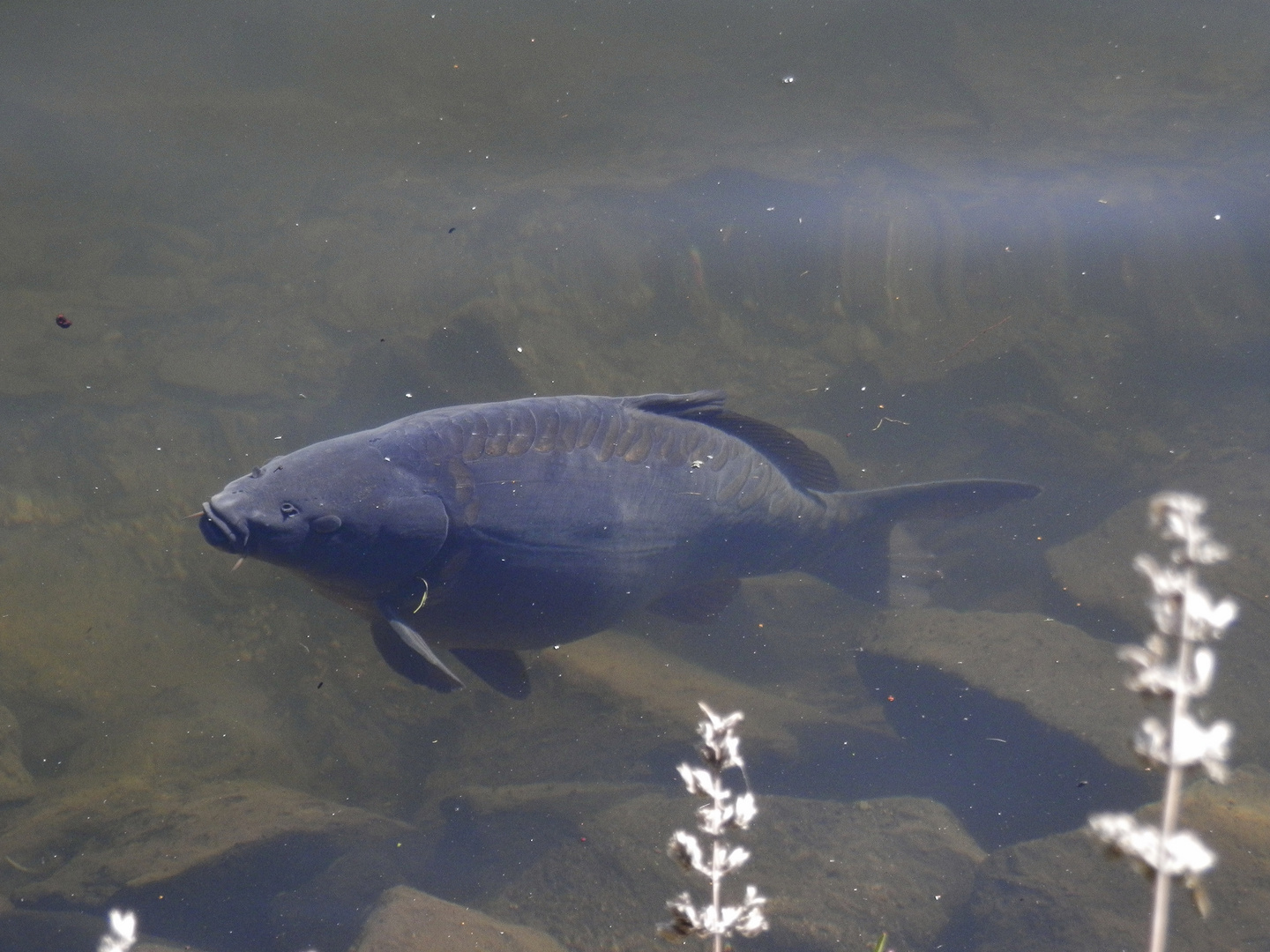 Spiegelkarpfen im Klosterteich Foto & Bild tiere, wildlife, fische