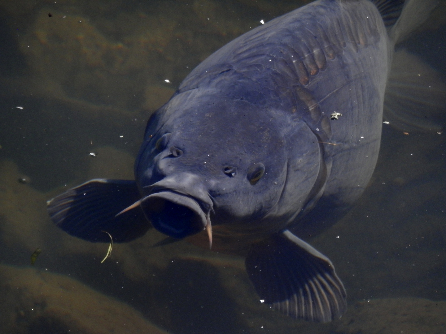 Spiegelkarpfen (Zuchtform von Cyprinus carpio) im Klosterteich