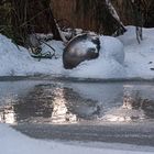 Spiegelkugel im verschneiten Gartenteich