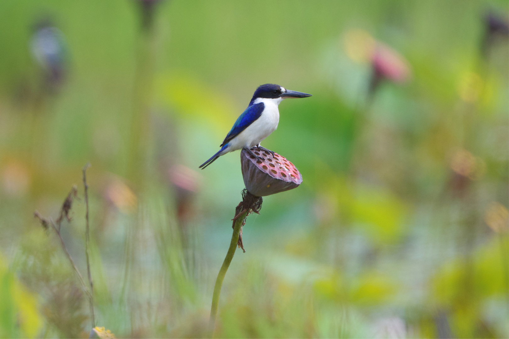 Spiegelliest (Forest Kingfisher) - Eisvogel