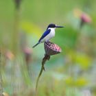 Spiegelliest (Forest Kingfisher) - Eisvogel