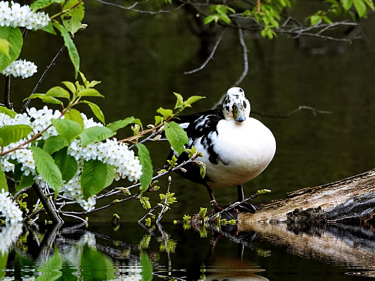 spiegeln im See