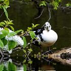 spiegeln im See