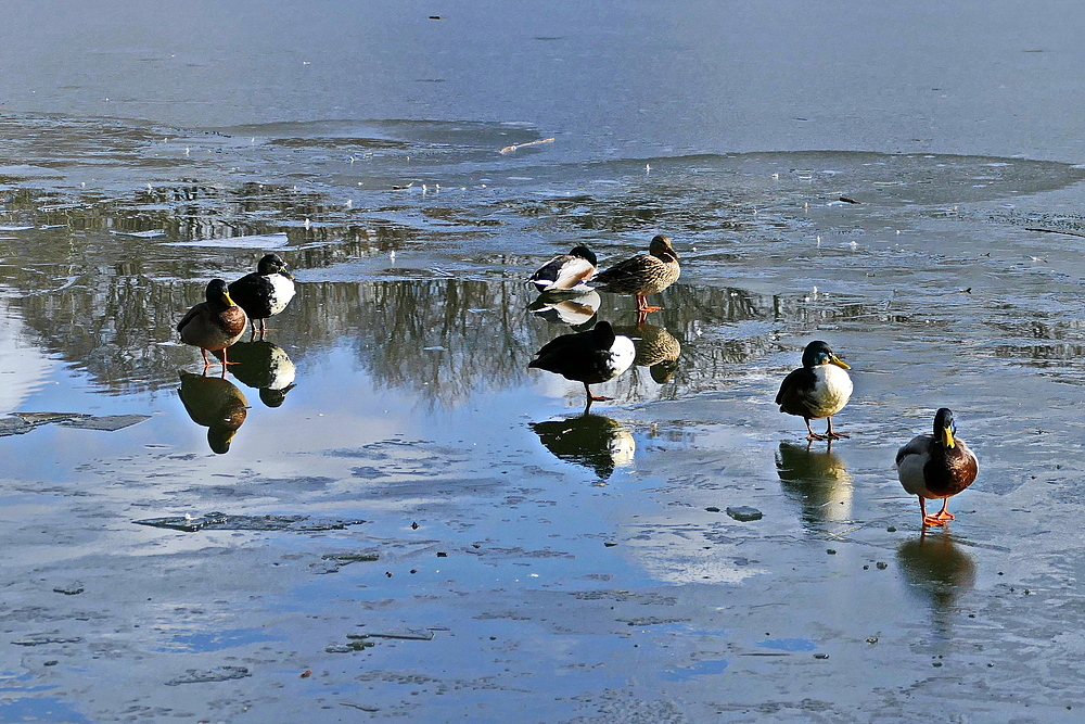 spiegeln  zwischen Eis und Wasser