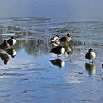 spiegeln  zwischen Eis und Wasser