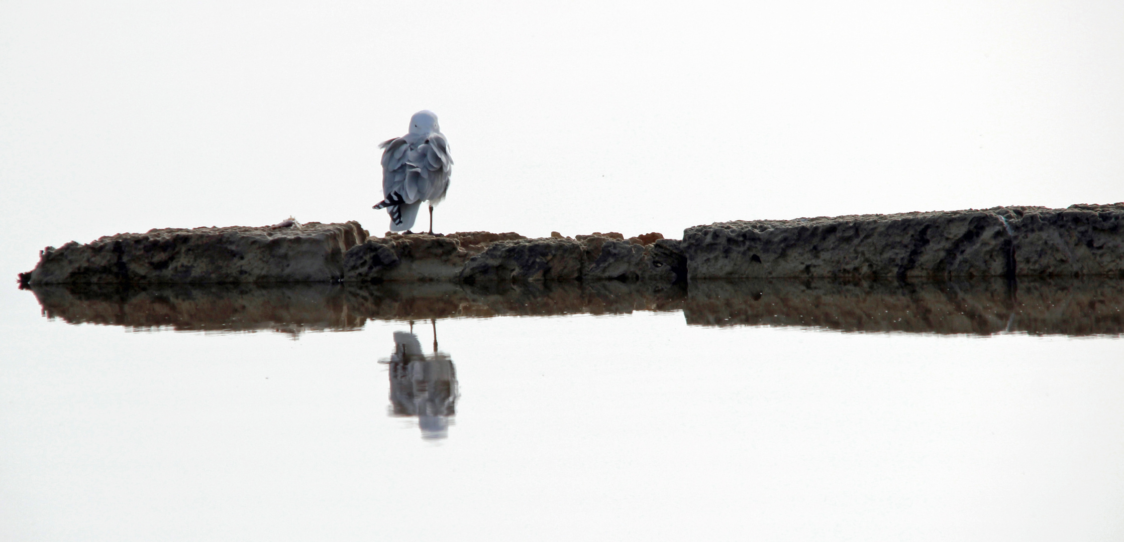 Spiegelnde Möwe